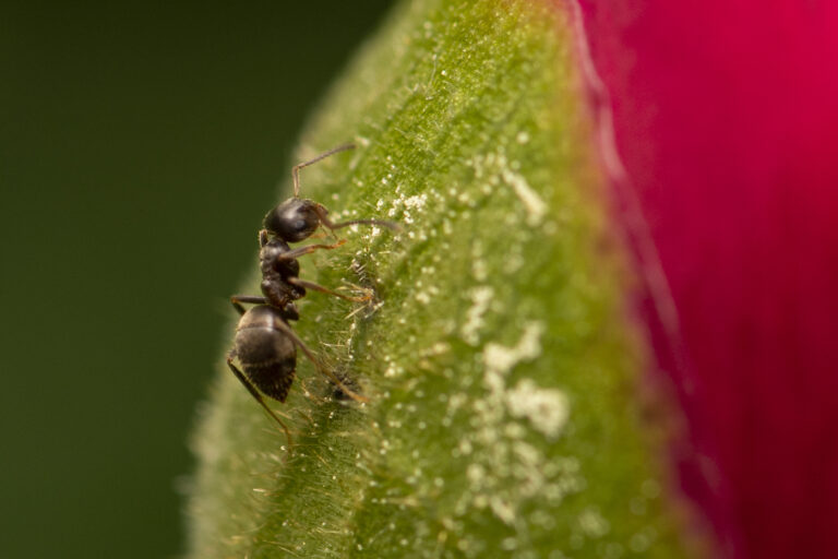 Lire la suite à propos de l’article Macro