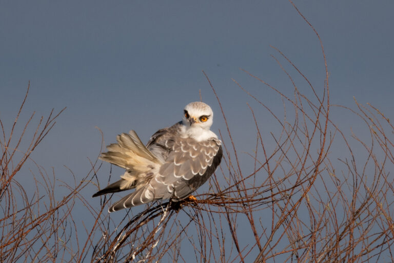Lire la suite à propos de l’article Wildlife