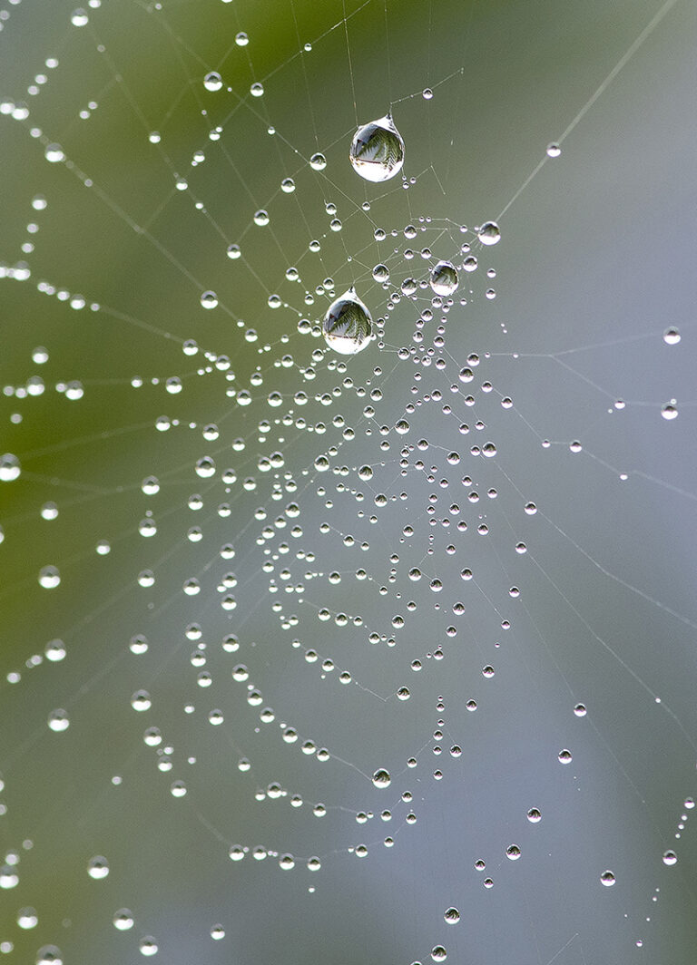 Lire la suite à propos de l’article Nature