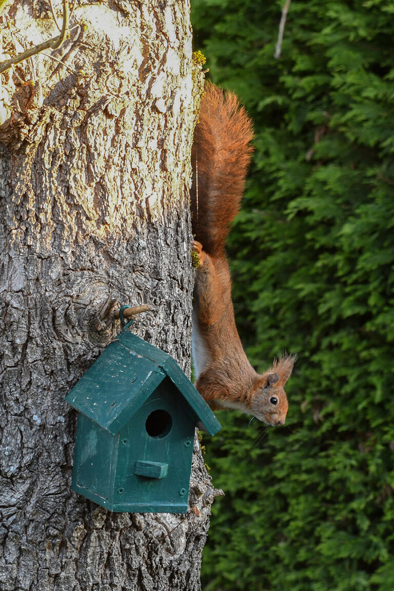 Lire la suite à propos de l’article Animalier